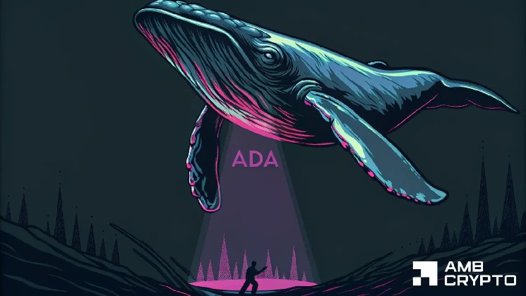 Cardano price hits $0.195 as whales move before retail