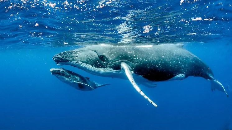 Crypto Whales Are Very Active After the FED Decision! Here Are the Altcoins They’re Buying and Selling