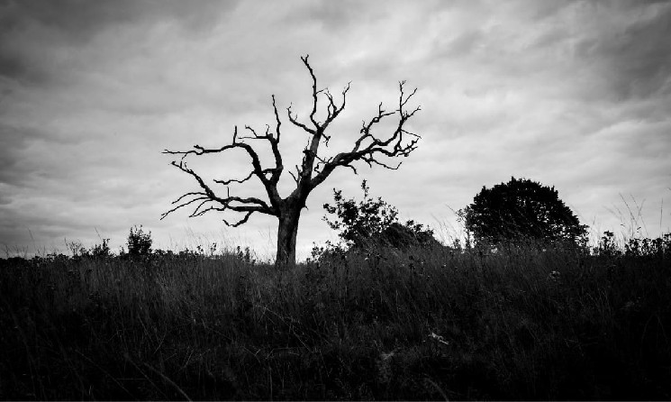 ‘Crypto Is Dead’ Talk Is Rising; Could Peak Fear Be a Contrarian Signal?